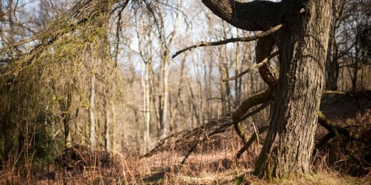 When Is One Of The Best Time To Take Anavar? Earlier Than Or After Exercise